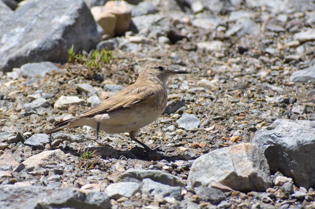 Creamy-rumped Miner - ML512862031