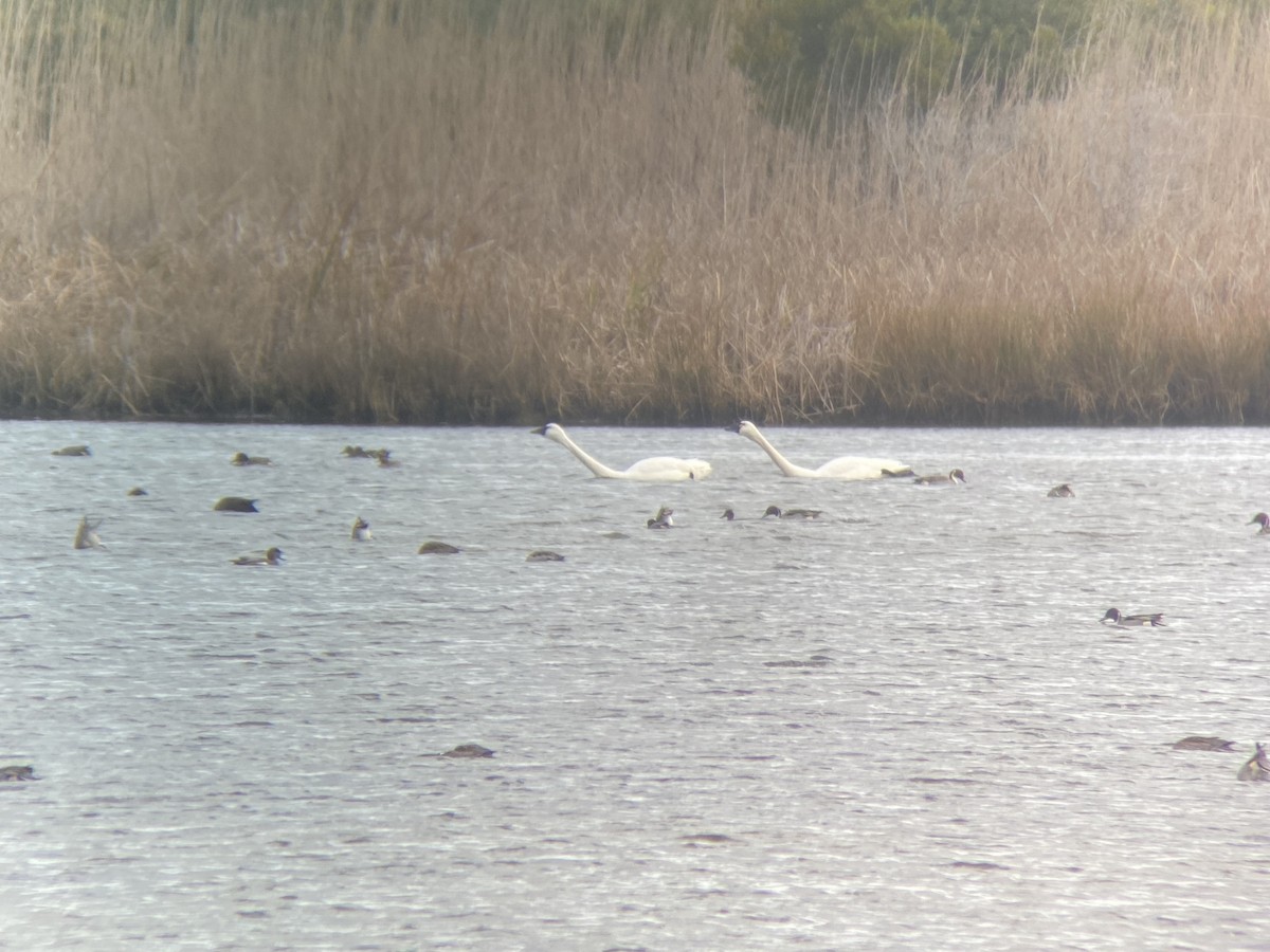 Tundra Swan (Whistling) - ML512863811