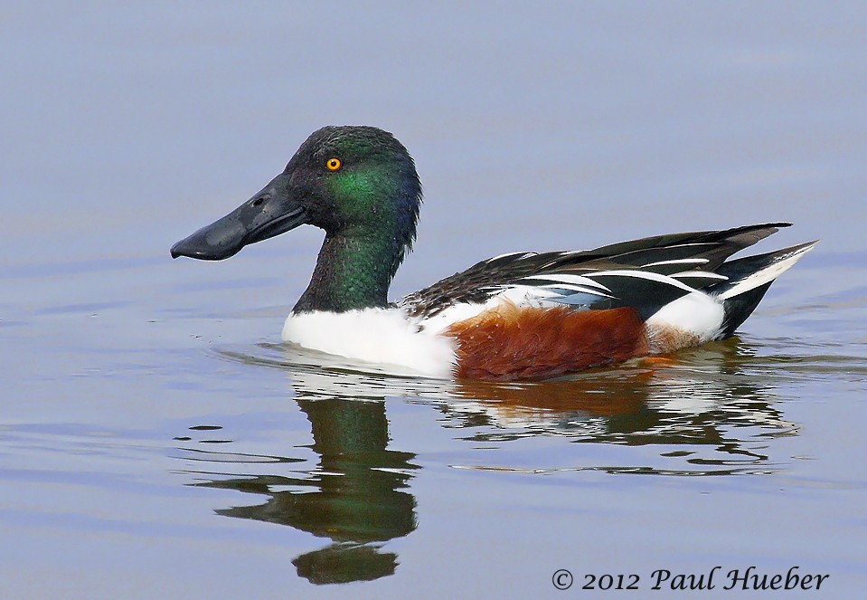 Northern Shoveler - Paul Hueber