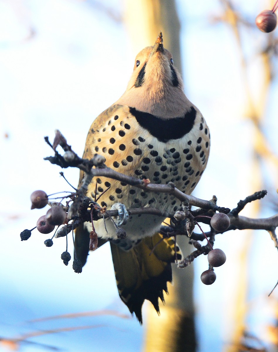 Northern Flicker (Yellow-shafted) - ML512866211