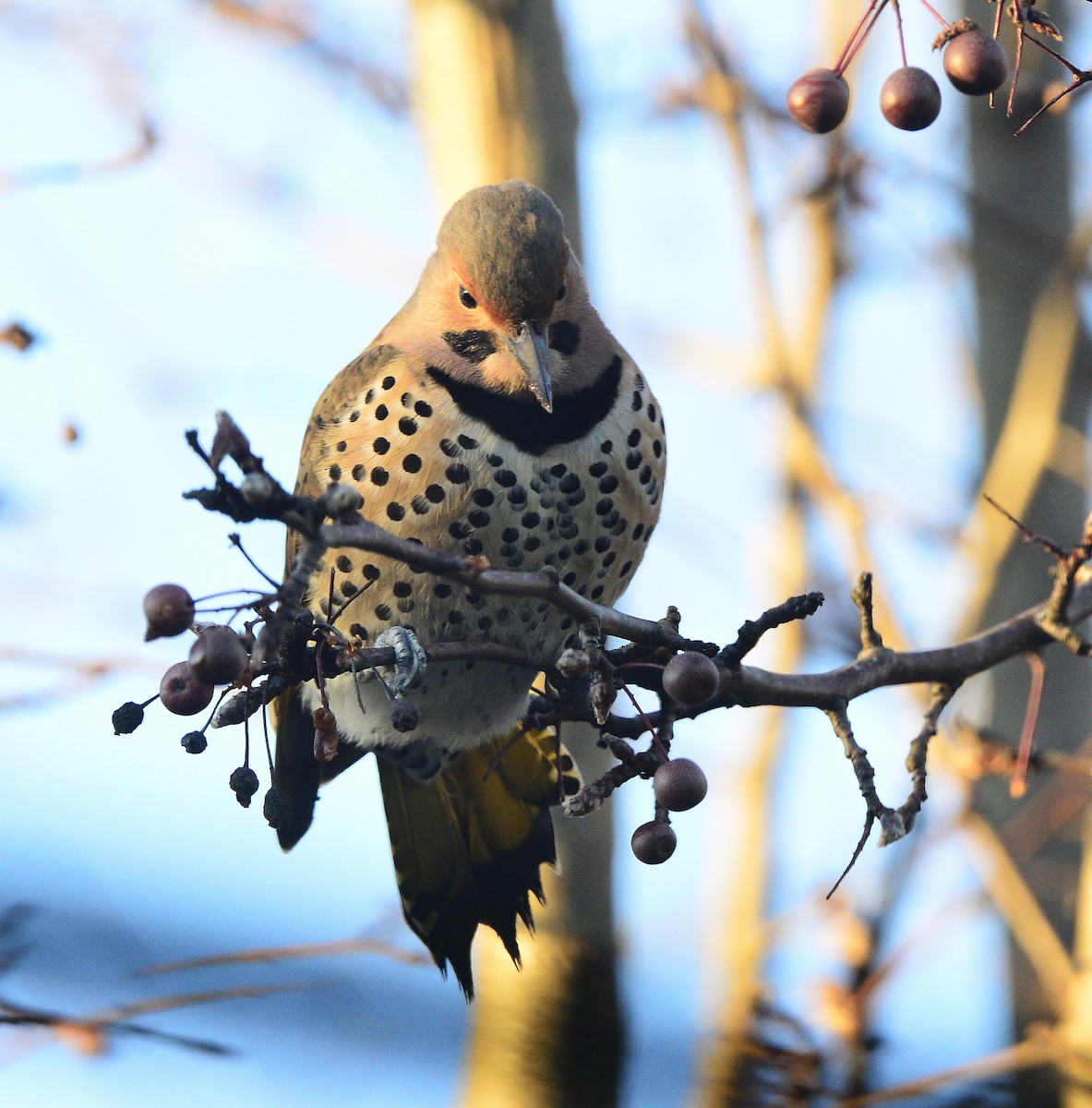 Northern Flicker (Yellow-shafted) - ML512866241