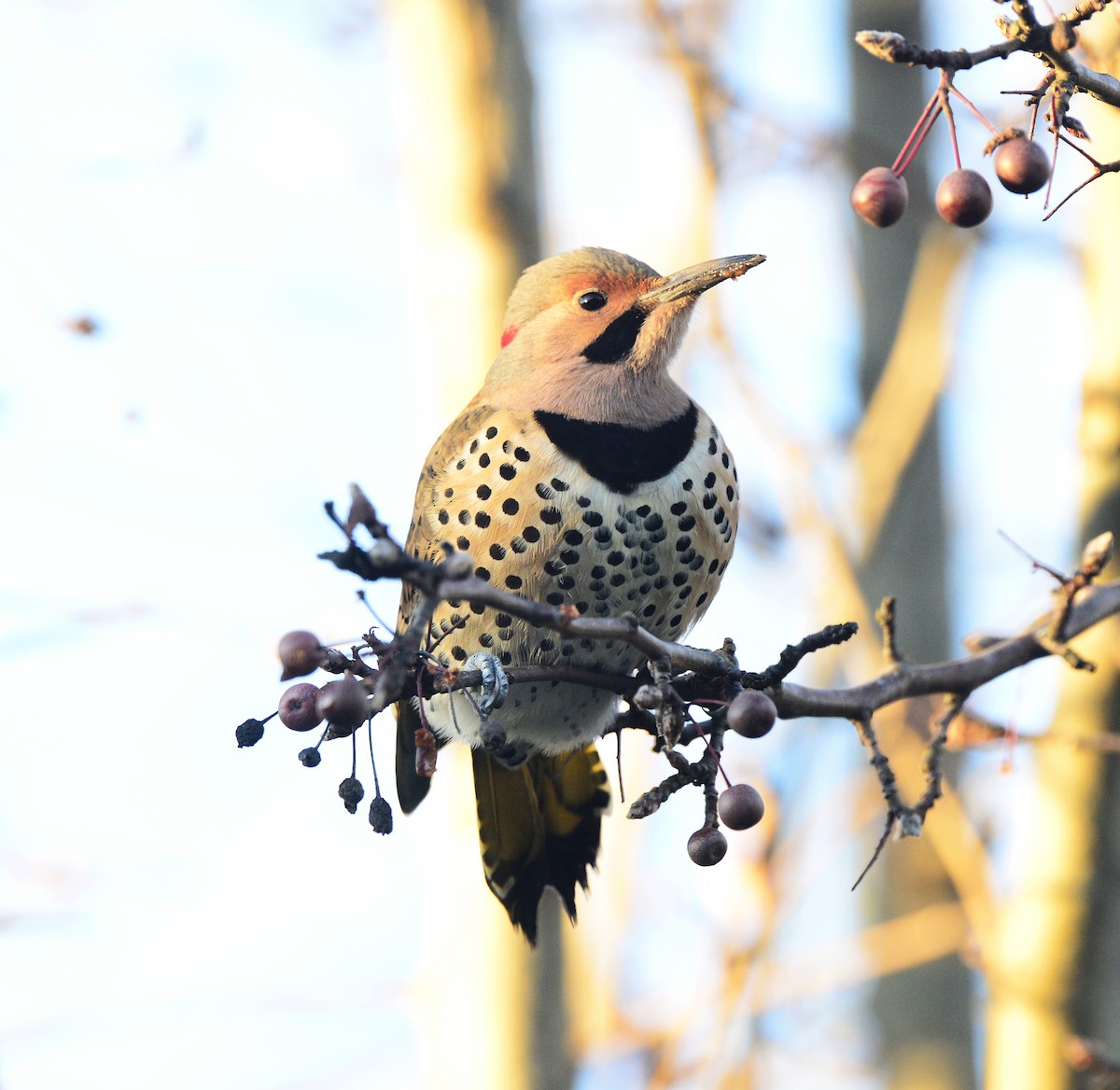 Northern Flicker (Yellow-shafted) - ML512866281