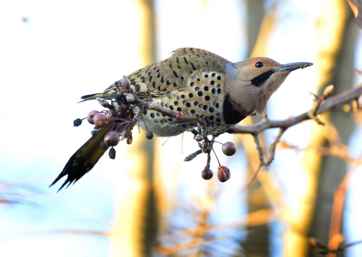 Northern Flicker (Yellow-shafted) - ML512866291