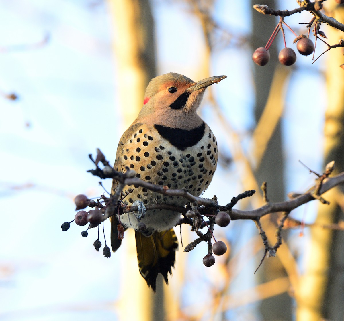 Northern Flicker (Yellow-shafted) - ML512866351