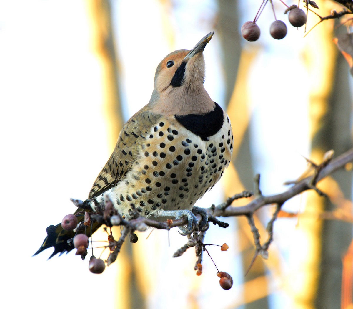 Northern Flicker (Yellow-shafted) - ML512867451