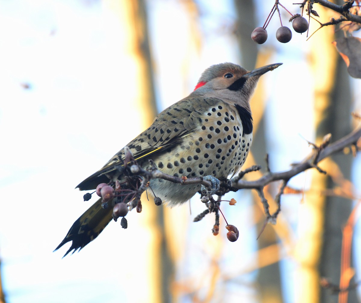 Northern Flicker (Yellow-shafted) - ML512867461