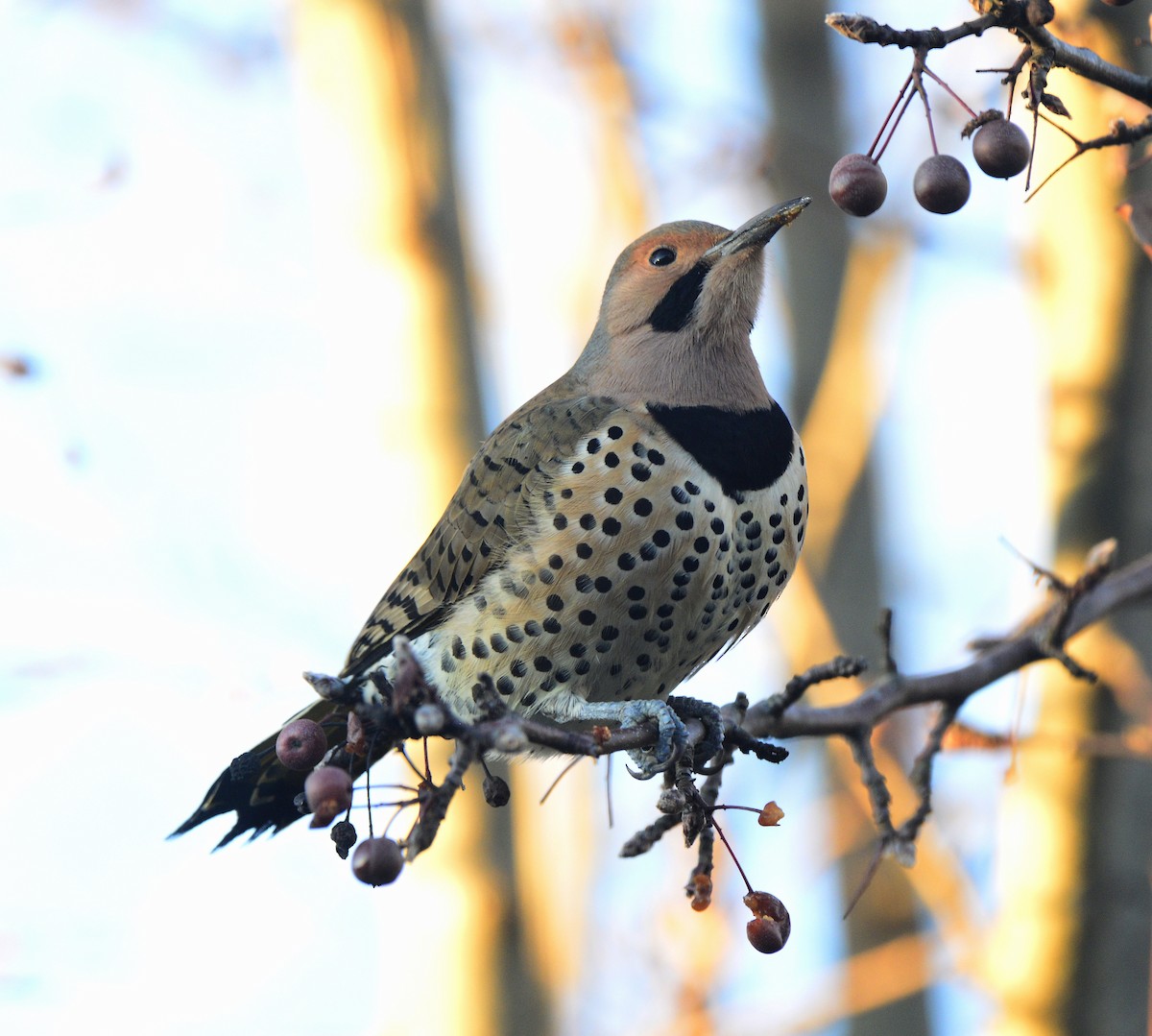 Northern Flicker (Yellow-shafted) - ML512867481