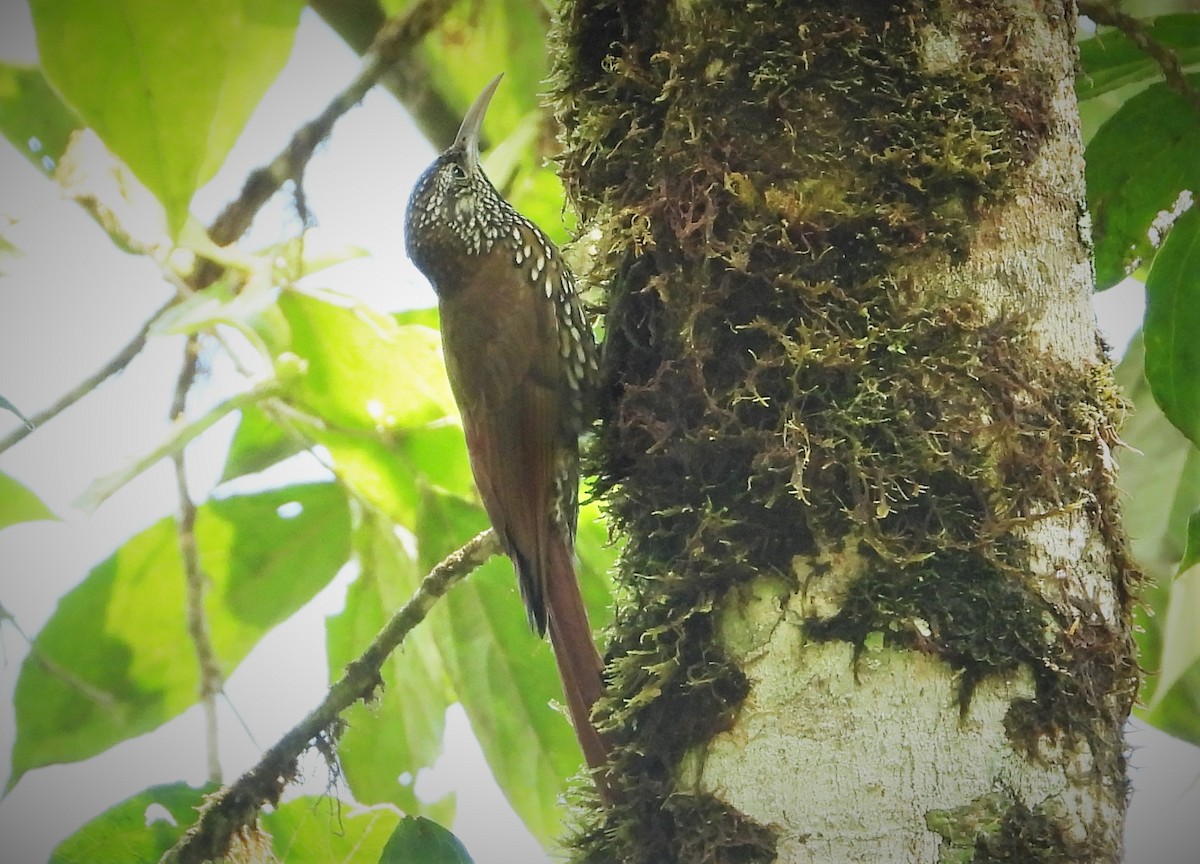 Montane Woodcreeper - ML512868271