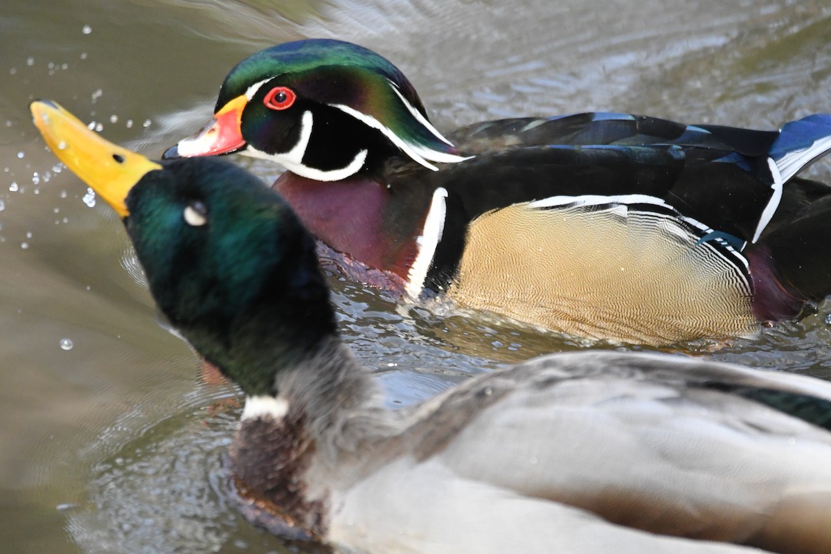 Wood Duck - ML512868931