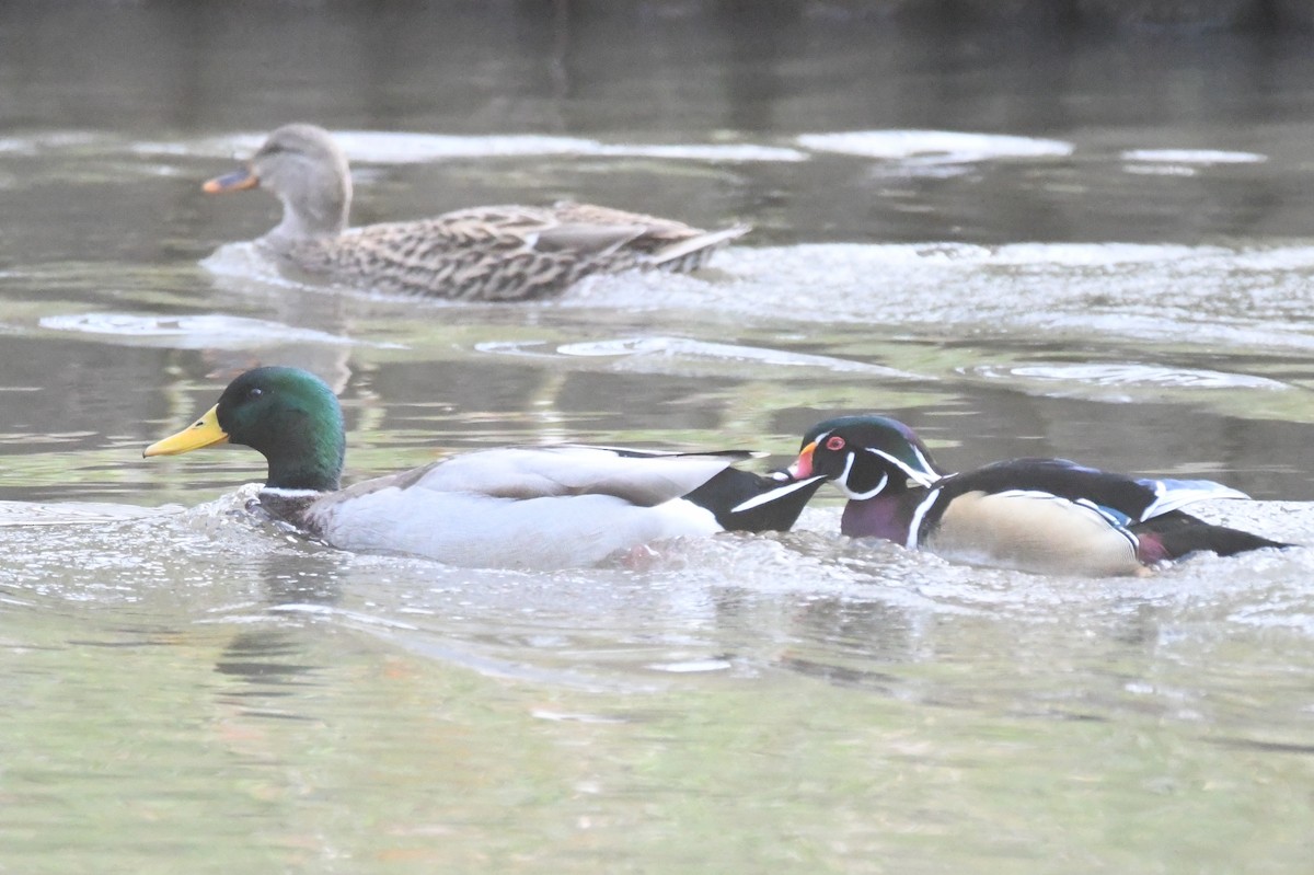 Mallard - ML512869091