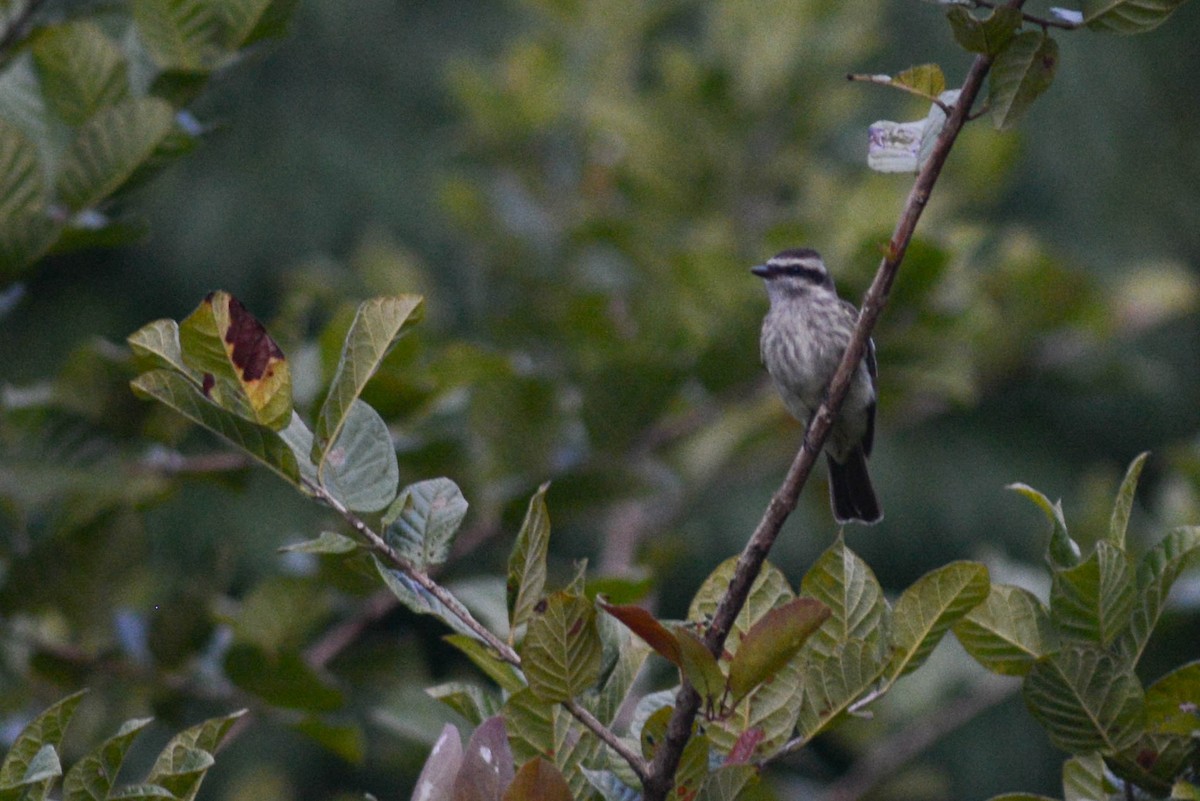 Variegated Flycatcher - Ben Phalan