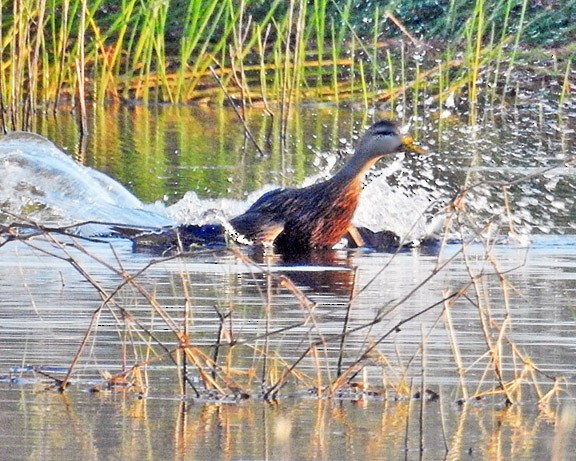 Mottled Duck - Dick Brewer