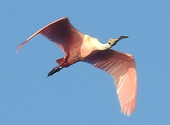 Roseate Spoonbill - Dick Brewer