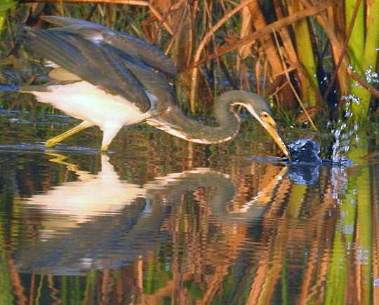 Tricolored Heron - Dick Brewer
