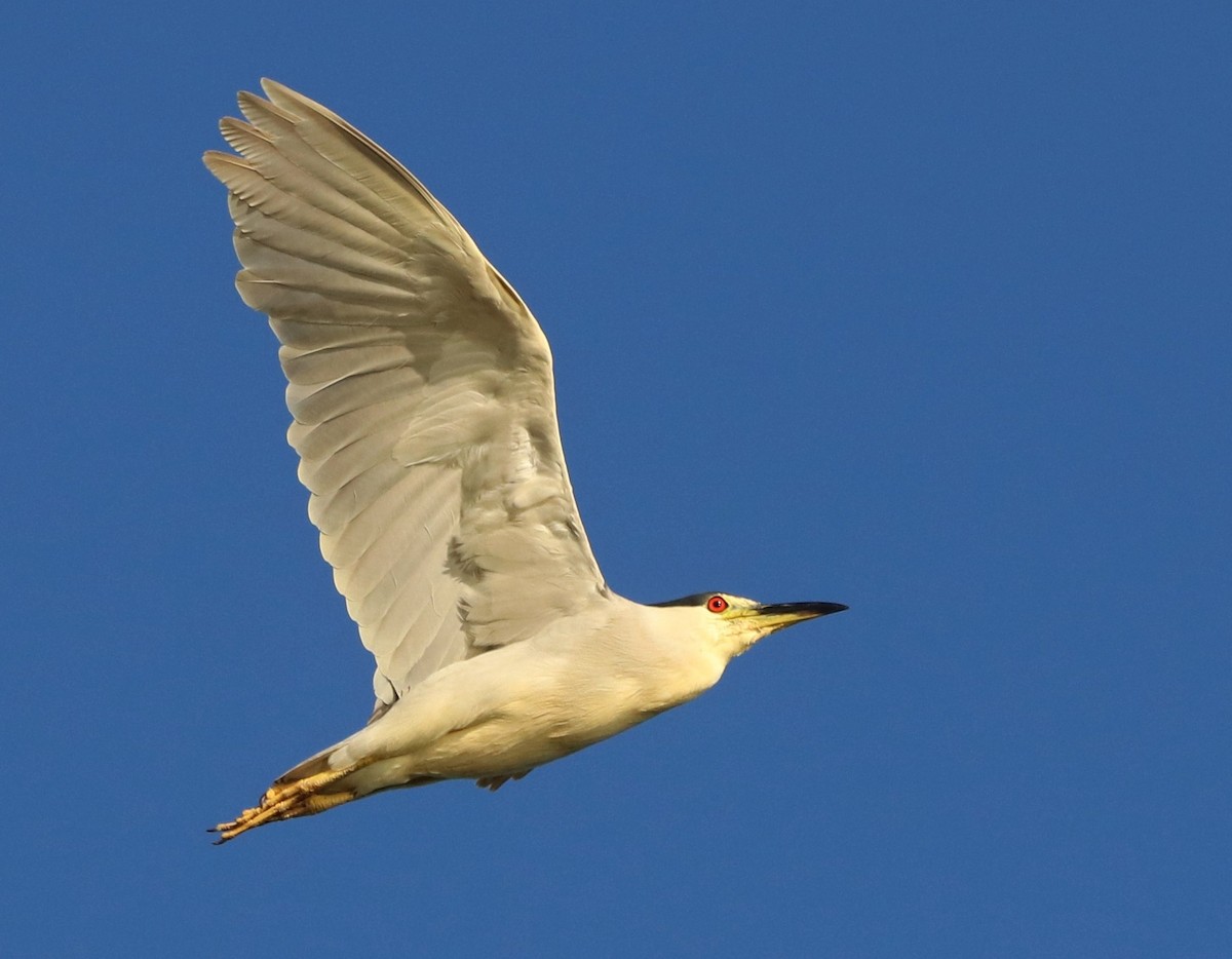 Black-crowned Night Heron - Loren Kliewer