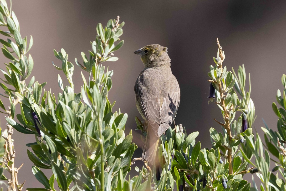 Greenish Yellow-Finch - Linda Rudolph