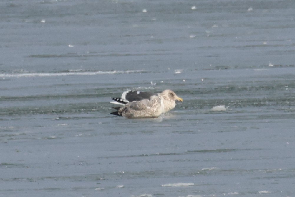 Slaty-backed Gull - ML512870821