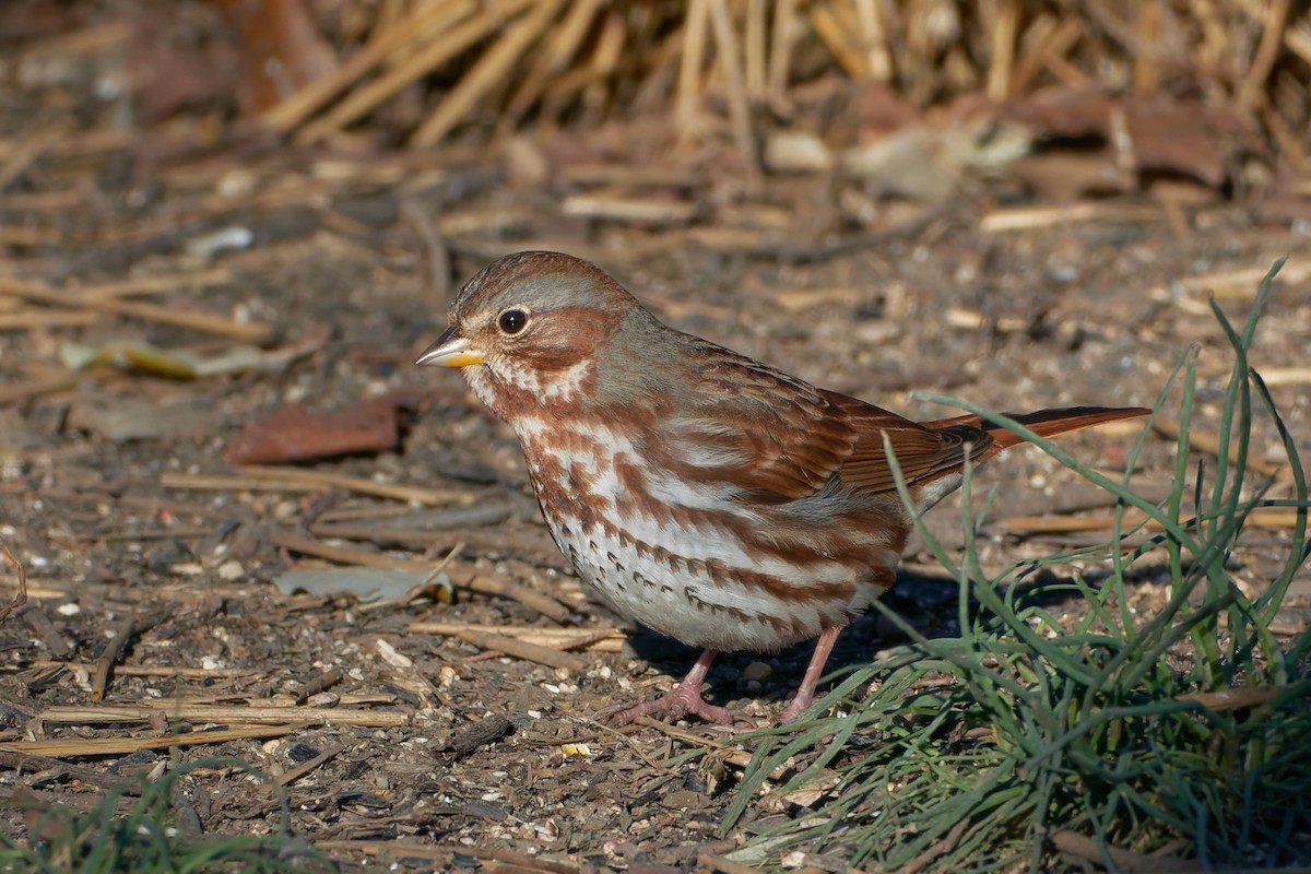 Fox Sparrow (Red) - ML512871271