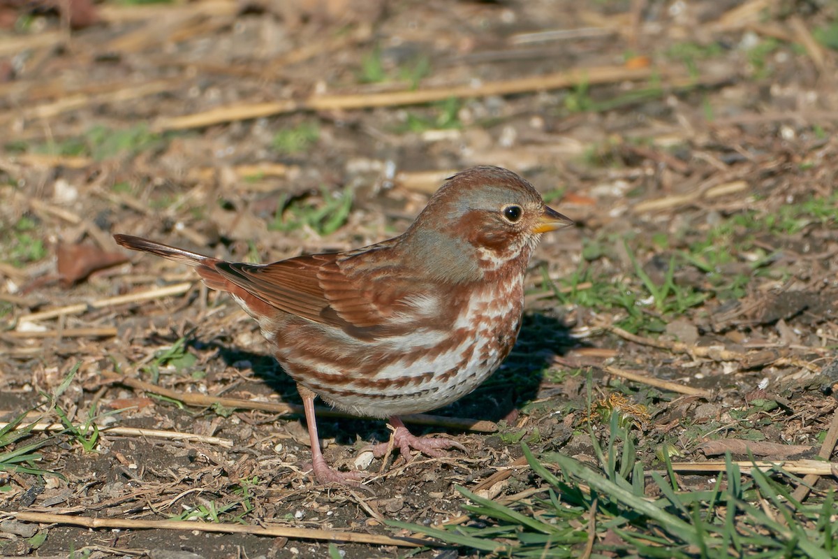 Fox Sparrow (Red) - ML512871281