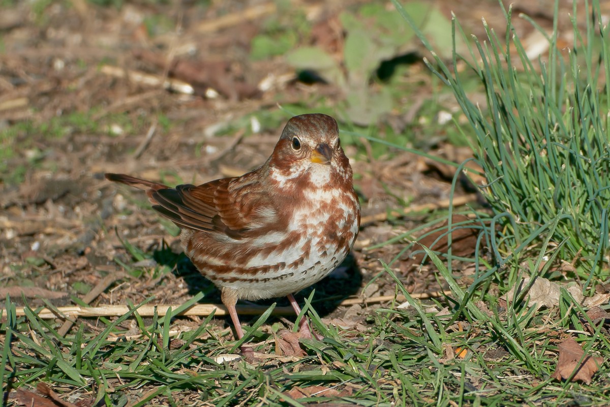 Fox Sparrow (Red) - ML512871291