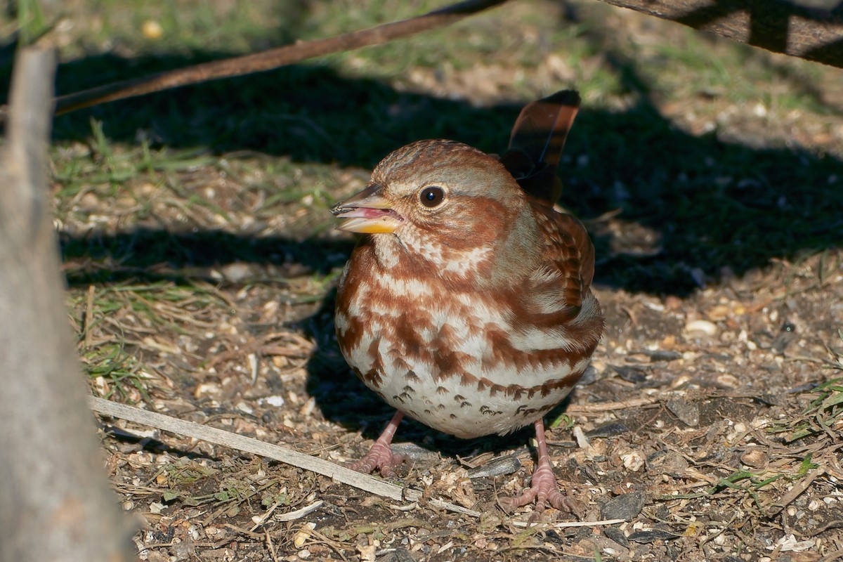 Fox Sparrow (Red) - ML512871421