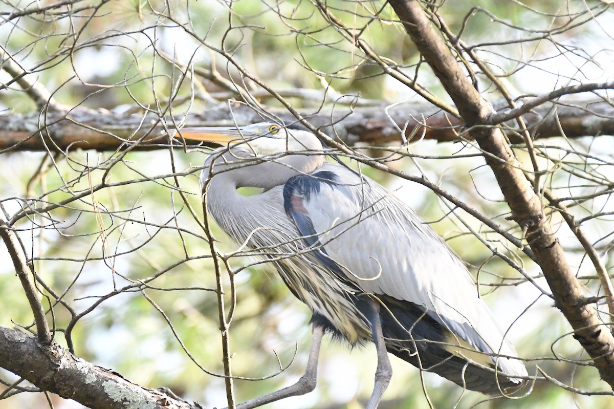 Great Blue Heron - ML512871531