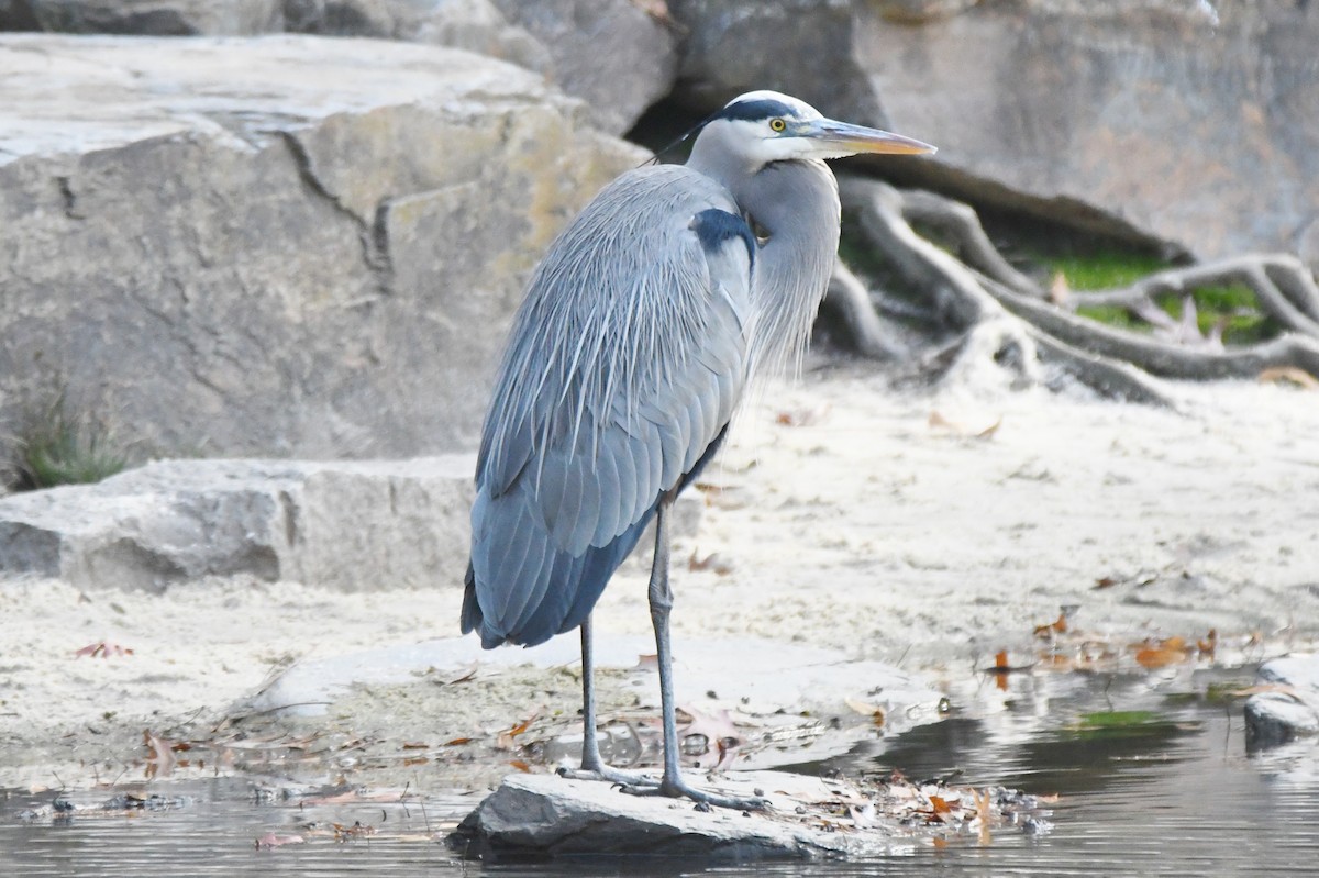 Great Blue Heron - ML512871771