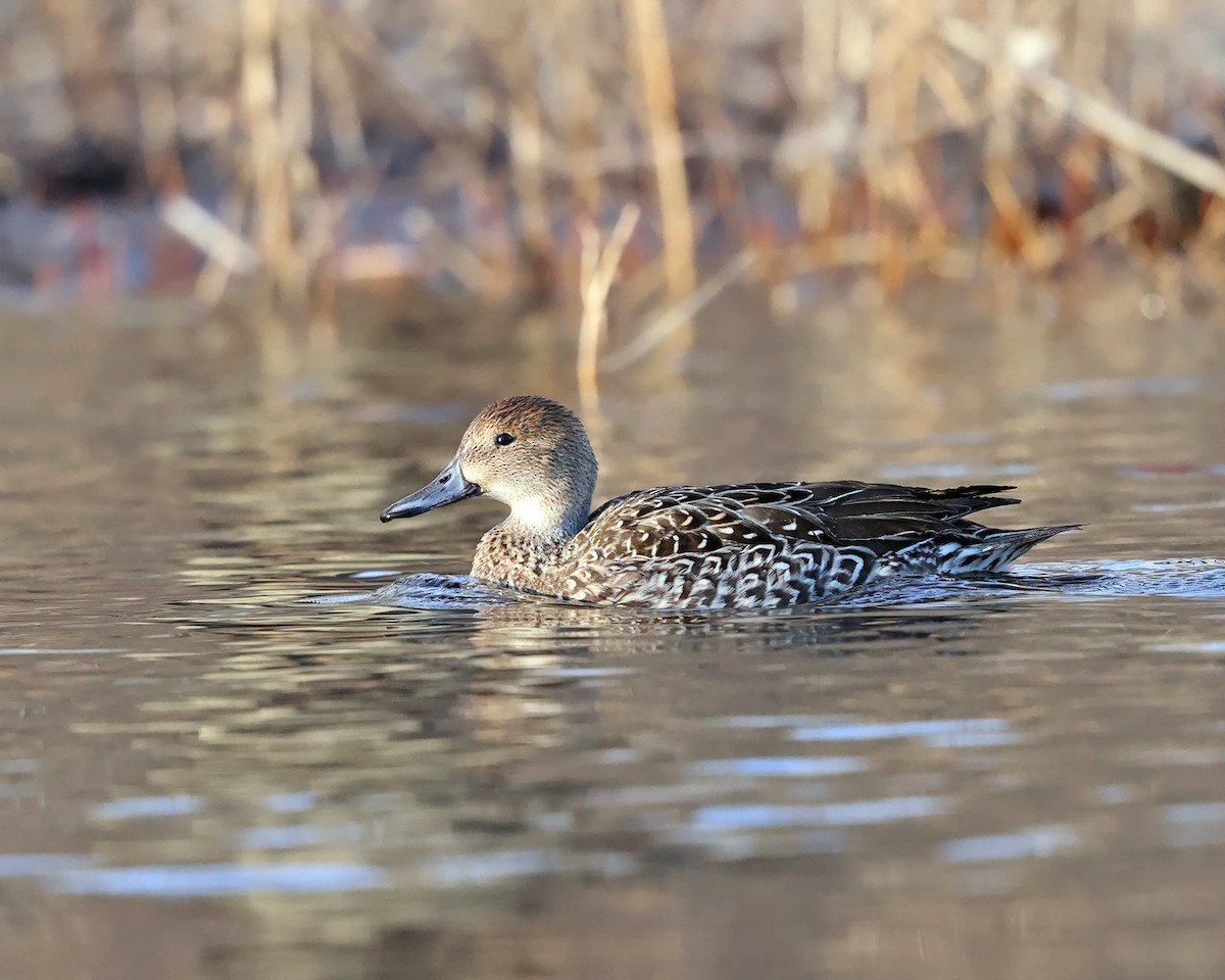 Northern Pintail - ML512871891