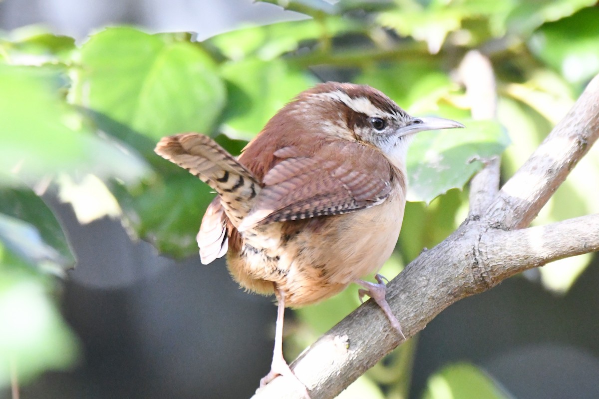 Carolina Wren - ML512872281