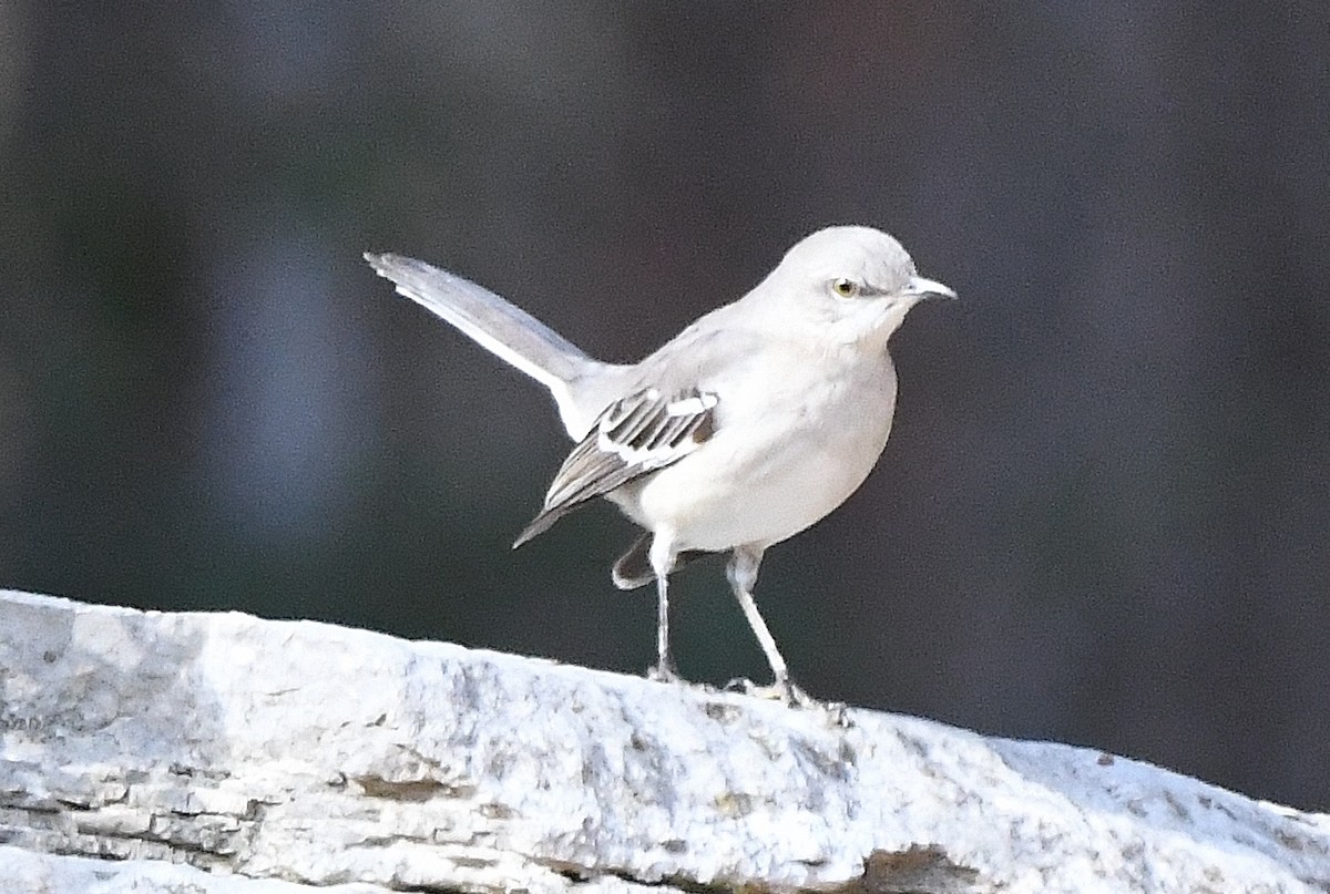 Northern Mockingbird - ML512872341