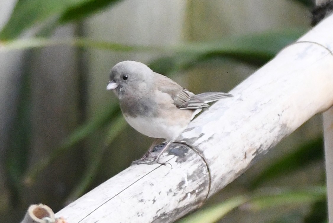 Dark-eyed Junco (Slate-colored) - ML512872531