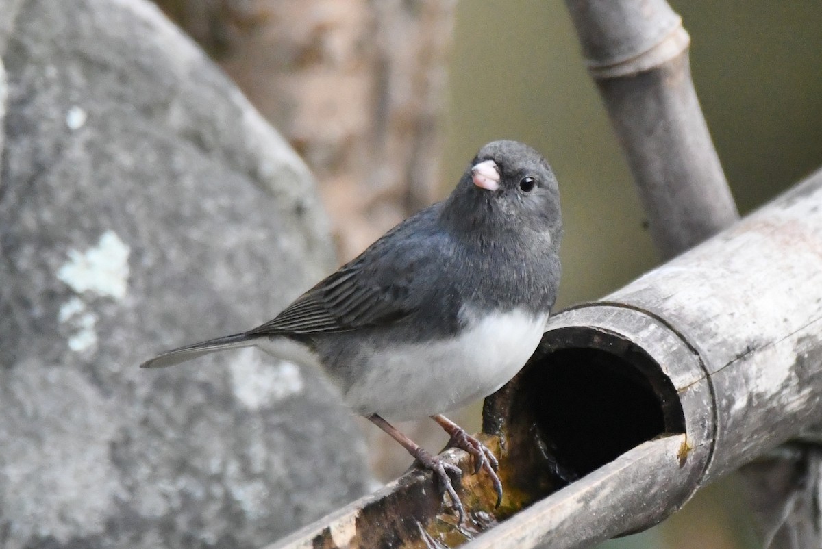 Dark-eyed Junco (Slate-colored) - ML512872541