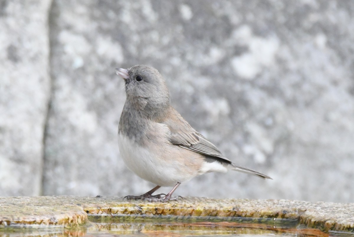 Dark-eyed Junco (Slate-colored) - ML512872551
