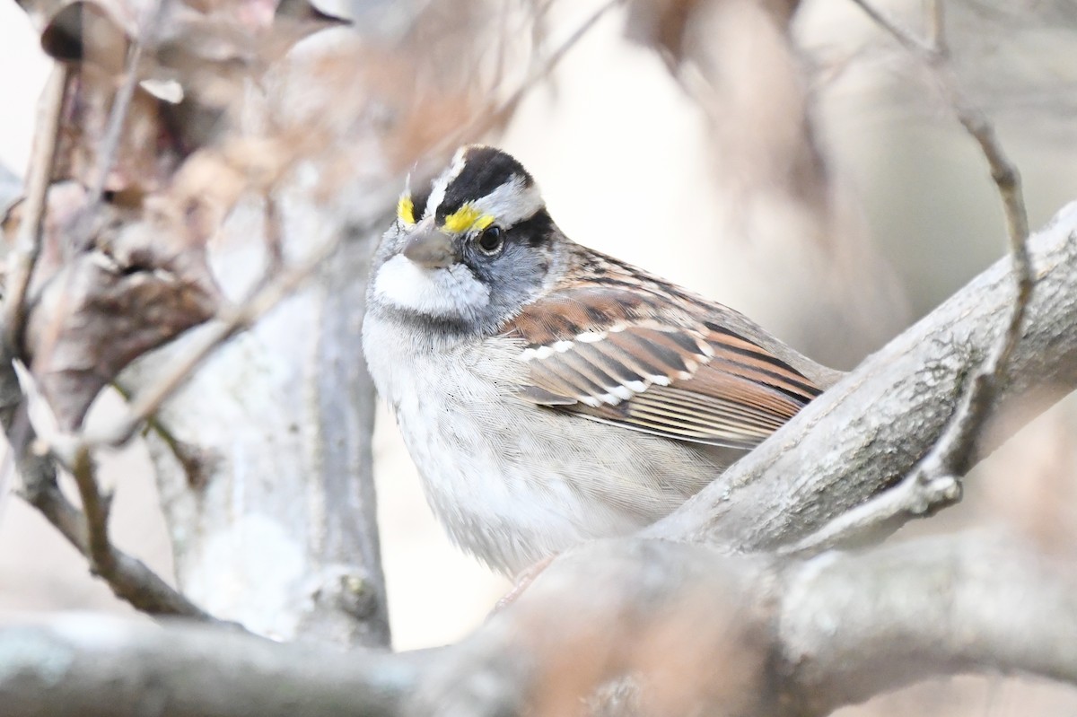 White-throated Sparrow - ML512872821