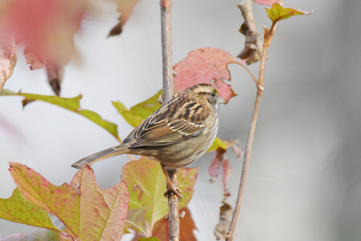 White-throated Sparrow - ML512872831