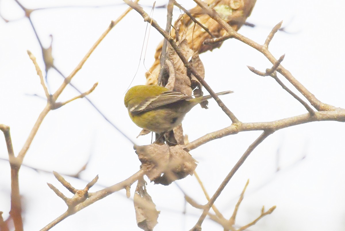 Pine Warbler - ML512873161