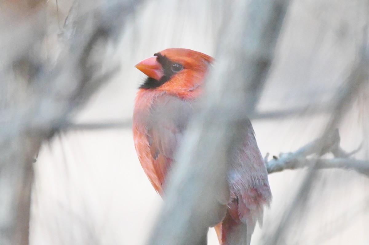 Northern Cardinal - ML512873201