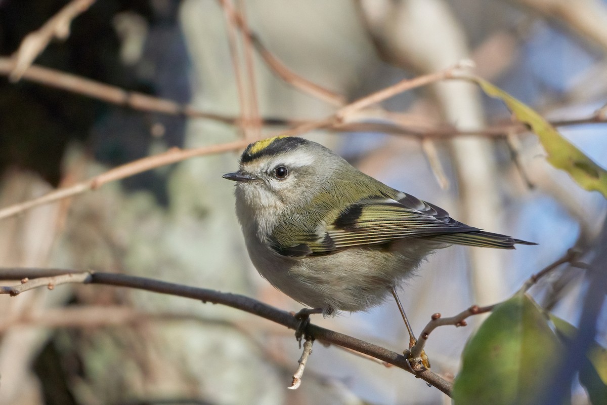 Golden-crowned Kinglet - ML512873231