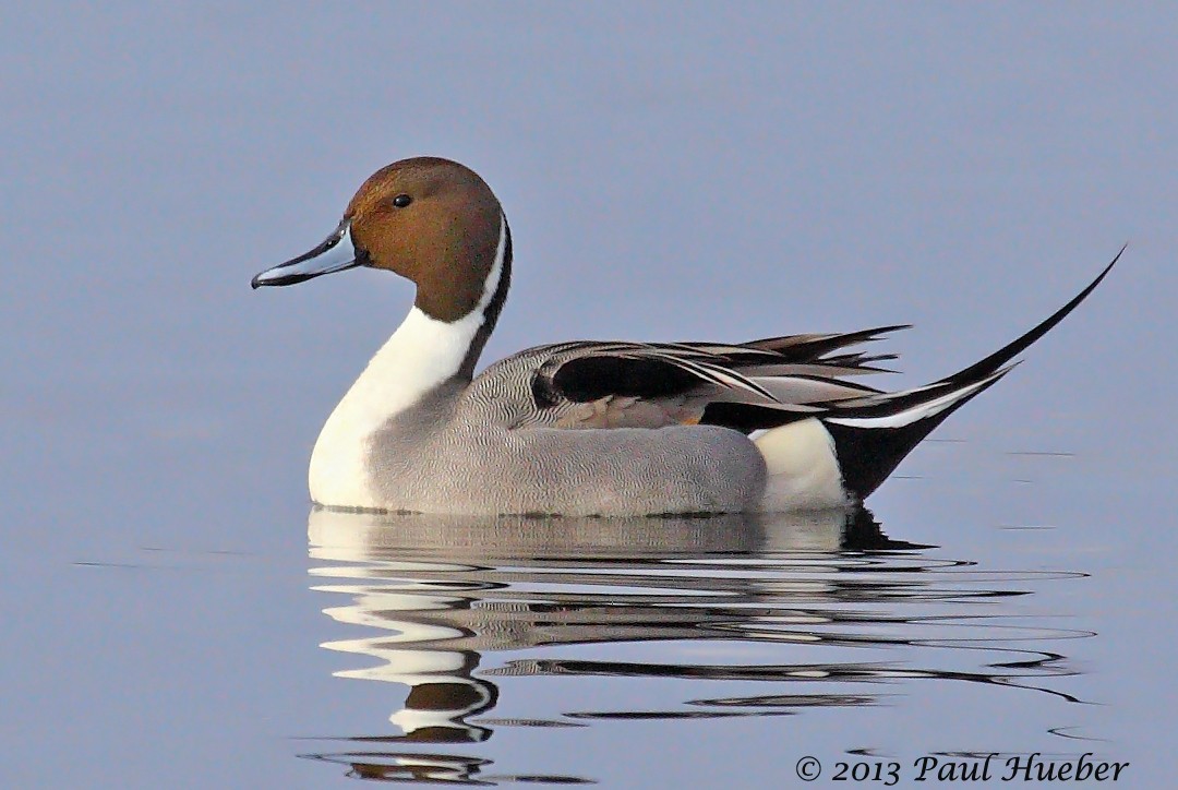 Northern Pintail - Paul Hueber