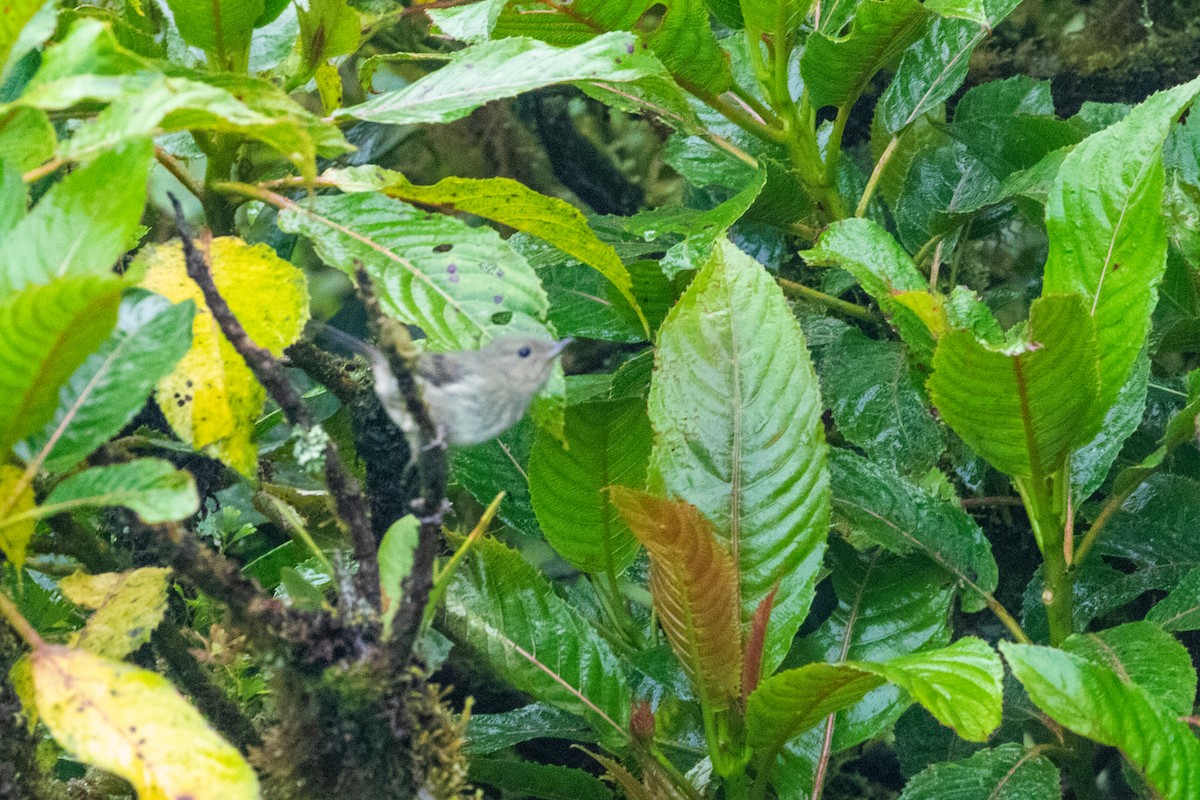 Slaty Flowerpiercer - ML512874221