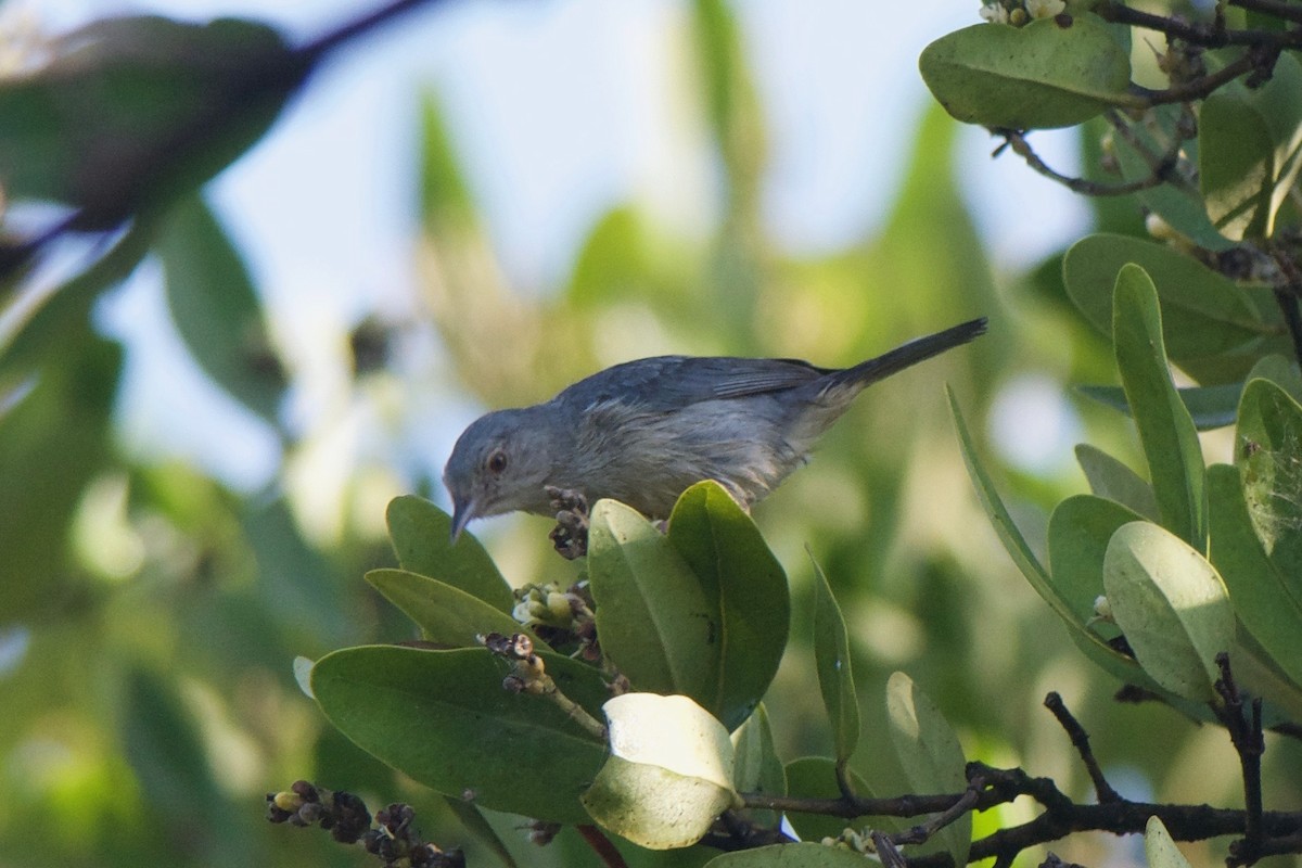 Bicolored Conebill - ML51287821