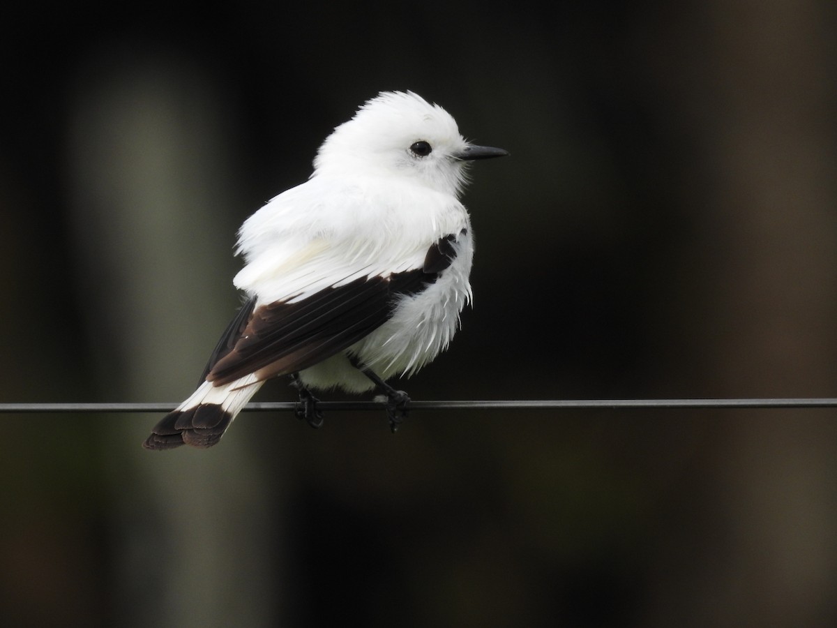 White-rumped Monjita - ML512878281