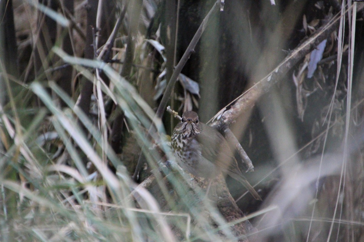 Hermit Thrush - ML512879491