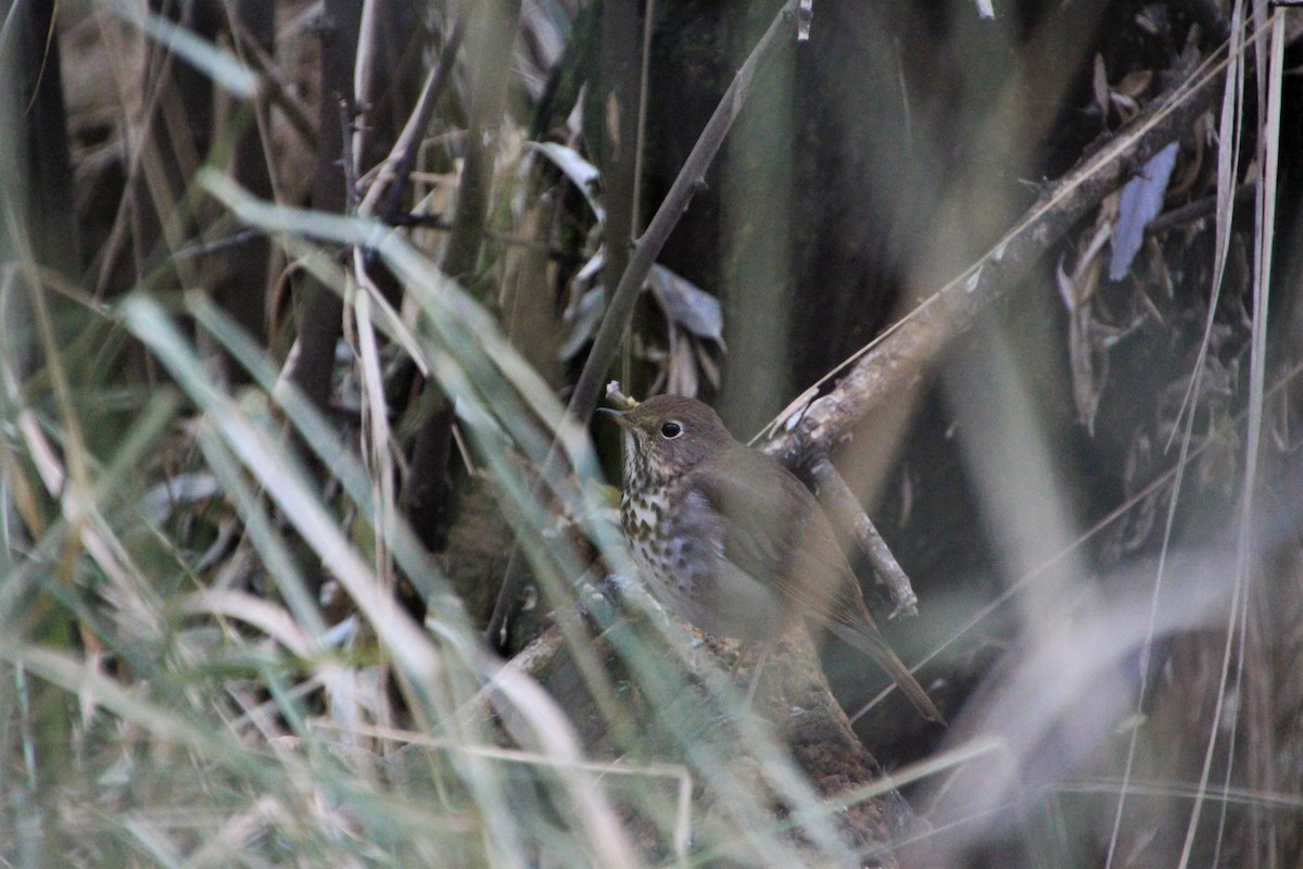 Hermit Thrush - ML512879501