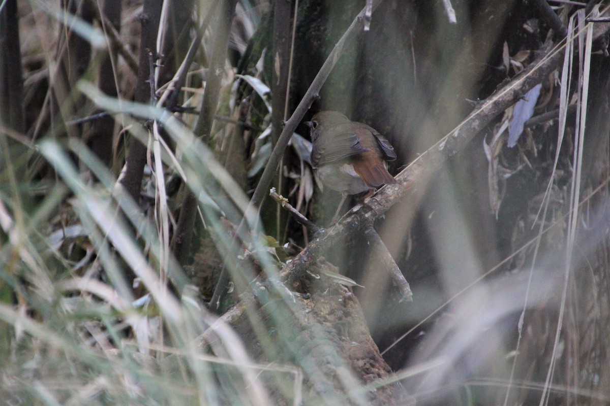 Hermit Thrush - ML512879511