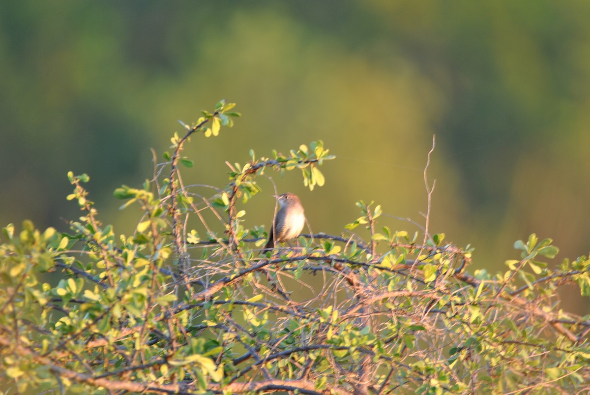 Northern House Wren - ML512879791