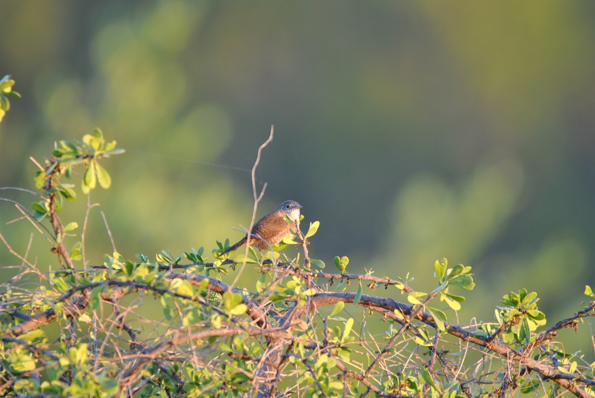 Northern House Wren - ML512879801