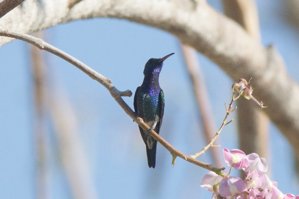 Sapphire-bellied Hummingbird - ML51287981