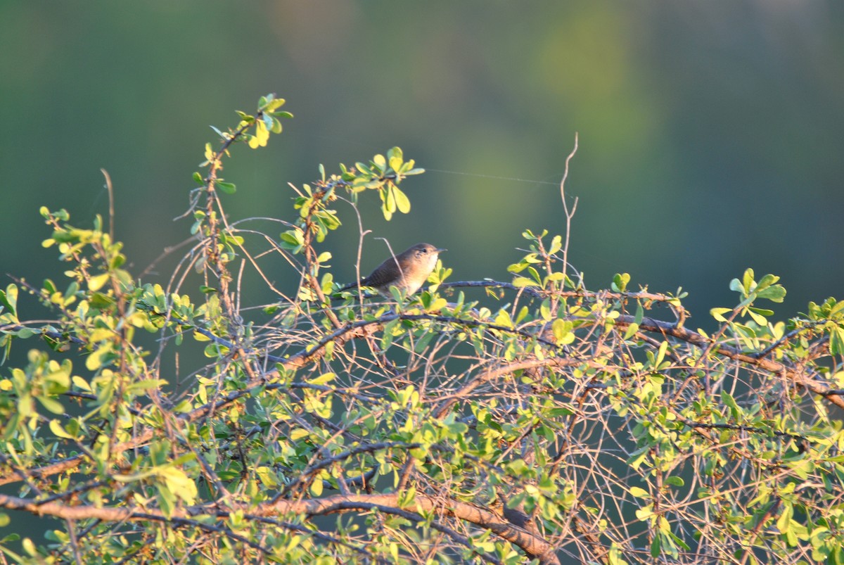 Northern House Wren - ML512879811