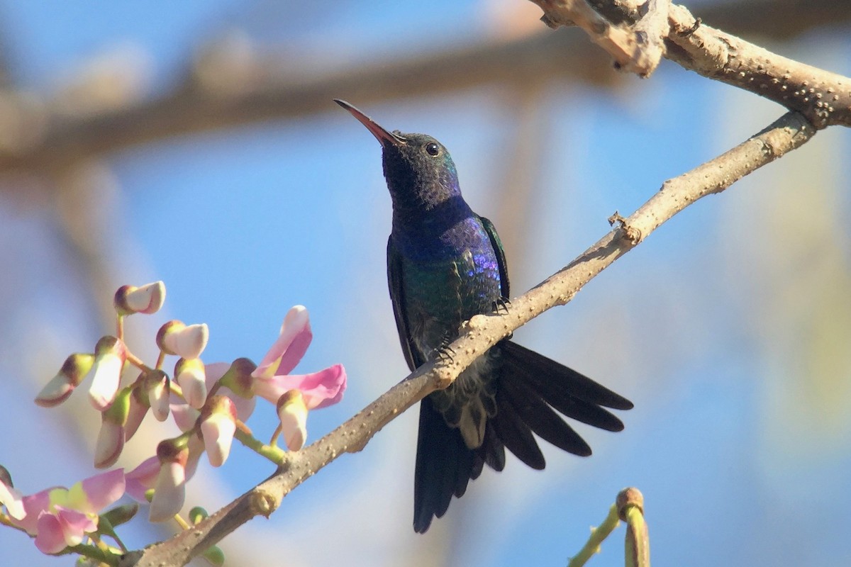 Blaubauchkolibri - ML51287991